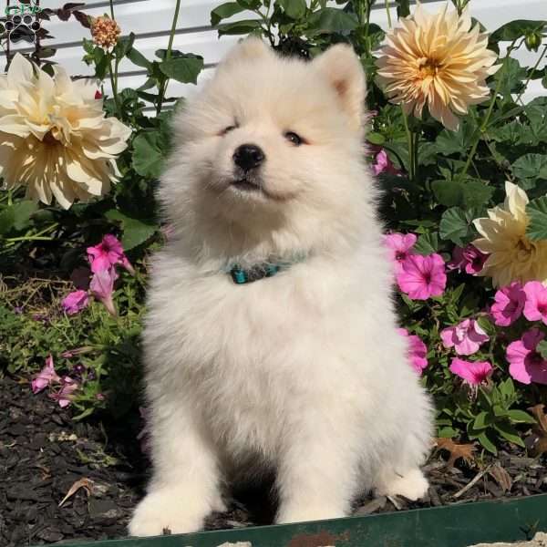 Nash, Samoyed Puppy